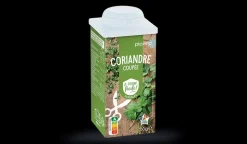 Coriandre coupée