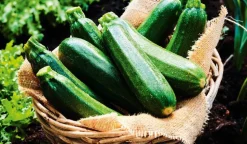 Courgettes bio local