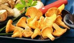 Girolles