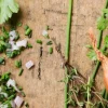 Mélange pour salades